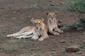 Two sister Lionesses lying next to each other Royalty Free Stock Photo