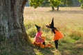 Two sisters in carnival dresses of witches near a huge tree on Halloween Royalty Free Stock Photo