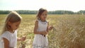 Two sisters collect ears of mature wheat in hands. Fair-haired girls walks across the field of wheat. Girls collect ears