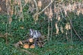 Two sitted ring-tailed lemur on cutted trunks