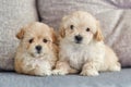 Two sitting brown puppies maltipoo look into the camera