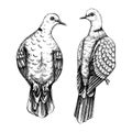 Two sitting collared doves drawings. Wildlife sketches set. Vector nature illustration isolated on white background. Hand drawn Royalty Free Stock Photo