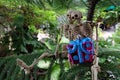 Two skeletons with gifts on hand under the tree Royalty Free Stock Photo