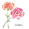 Two sketch style watercolor carnation flowers