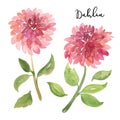 Two sketch style watercolor pink dahlia flowers Royalty Free Stock Photo