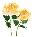 Two sketch watercolor yellow chrysanthemum flowers