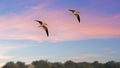 Two skimmers flying against sunset in Botswana