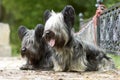 Two sky Terrier dogs walk in the Park in the summer