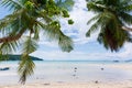 Two slanted palm trees on a beach on the island of Mahe in Seychelles Royalty Free Stock Photo