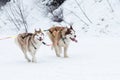 Thick-coated Alaskan Northern Malamutes running across a snow cover in a flattering area. Royalty Free Stock Photo