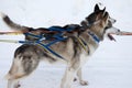 Two sled dogs with harness