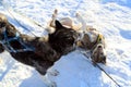 Two Sled Dogs Playing