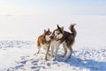 Two sled dogs are playing on the frozen bay Royalty Free Stock Photo