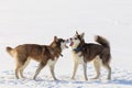 Two sled dogs are playing on the frozen bay Royalty Free Stock Photo