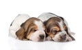 Two sleeping basset hound puppies. isolated on white background