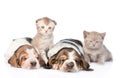 Two sleeping basset hound puppies with kittens. Focus on cat. isolated on white Royalty Free Stock Photo