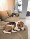 Two sleeping beagle dog Royalty Free Stock Photo