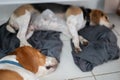 Two sleeping beagle dogs Royalty Free Stock Photo