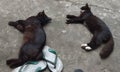 Two Sleeping Black Cat with Same Pose