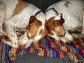 Two sleeping English pointer dogs Royalty Free Stock Photo
