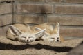 Two sleeping Fennec foxes in front of a brick wall.