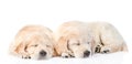 Two sleeping golden retriever puppy. isolated on white background Royalty Free Stock Photo