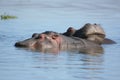 Two sleeping hippos