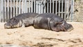 Two sleeping hippos in a zoo