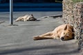 Two sleeping homeless dogs