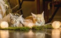 Two sleeping kitten. Age 1 month Royalty Free Stock Photo