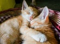 Two Sleeping Kittens Royalty Free Stock Photo