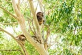 Two sleeping Koalas in a eucalyptus tree