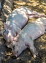 Two sleeping pigs