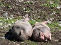 Two sleeping pigs on a mountain pasture