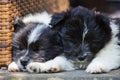 Two sleeping puppies Royalty Free Stock Photo