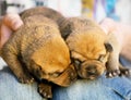 Two sleeping puppies on a lap Royalty Free Stock Photo