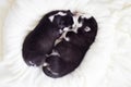 Two sleeping puppies of Siberian Husky are sleeping on a white blanket. Cute purebred newborn dogs are sleeping Royalty Free Stock Photo