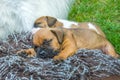 Two sleeping puppies Royalty Free Stock Photo