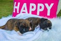 Two sleeping puppies on a white blanket Royalty Free Stock Photo