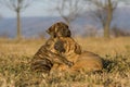 Two sleeping and snuggling puppies Royalty Free Stock Photo