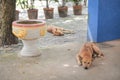 Two sleeping stray dogs in street Royalty Free Stock Photo