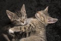 Two sleeping kittens holding each other Royalty Free Stock Photo