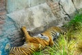 Sleeping tigers Royalty Free Stock Photo