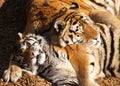 Two Sleeping Tigers Royalty Free Stock Photo