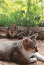 Two sleepy barn kittens lazing around on a warm afternoon