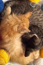 Two sleepy kittens Royalty Free Stock Photo