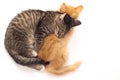 Two sleepy kittens Royalty Free Stock Photo
