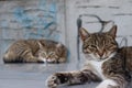 Two sleepy tiger fur cats 4 Royalty Free Stock Photo