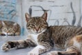 Two sleepy tiger fur cats 5 Royalty Free Stock Photo