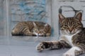 Two sleepy tiger fur cats 3 Royalty Free Stock Photo